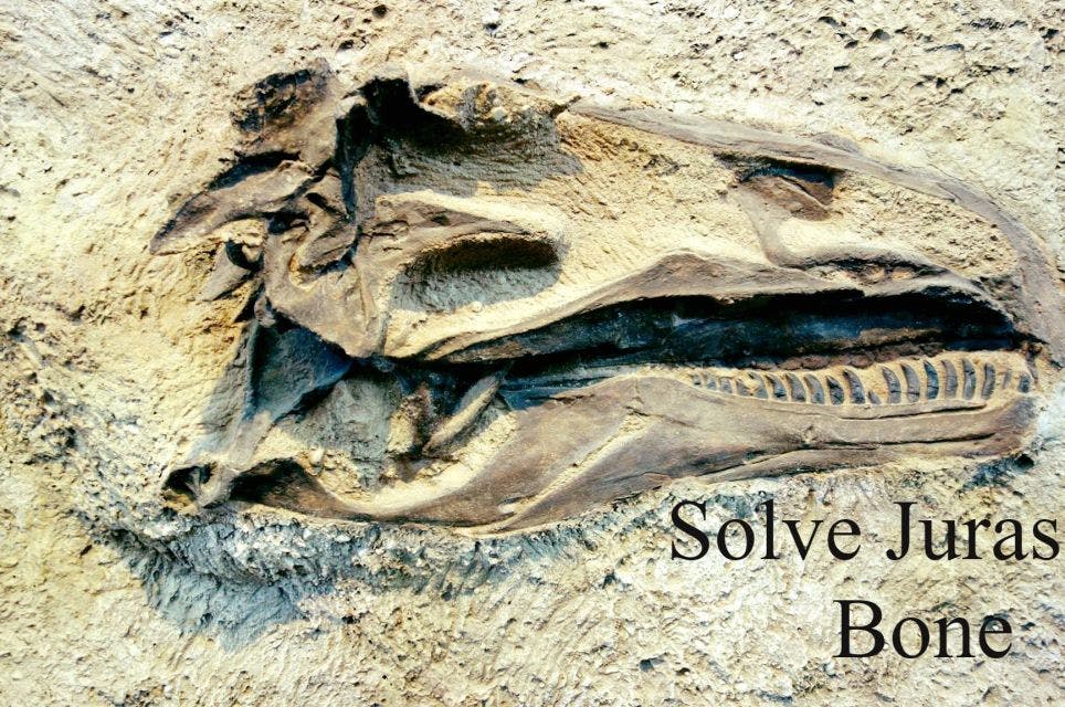 Jurassic Bone