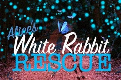 Alice's White Rabbit Rescue